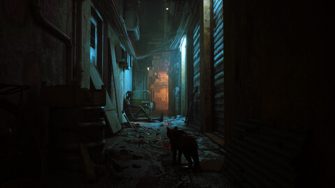11356-stray-0