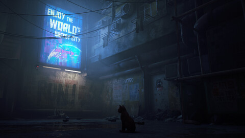 11356-stray-3