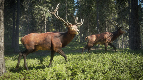 8475-thehunter-call-of-the-wild-2019-edition-2