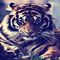 Best-tiger-picture-hd